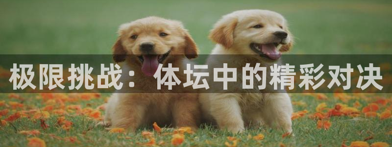 360广东体育在线直播：极限挑战：体坛中的精彩对决